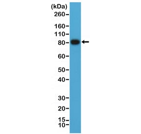 Western blot testing of human Raji cell lysate with CD19 antibody at 1:1000. Expected molecular weig