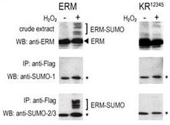 COS-7 cells were transfected for 24 hrs with a plasmid expressing FLAG-ERM (left panels) or FLAG-ERM