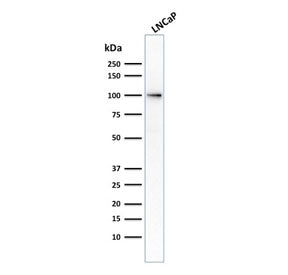 Western blot testing of human LNCaP cell lysate with FOLH1 antibody (clone FOLH1/2354). Predicted mo