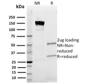 Band 3 Antibody / SLC4A1
