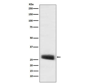 Western blot testing of mouse pituitary lysate with POMC antibody. Predicted molecular weight ~29 kD