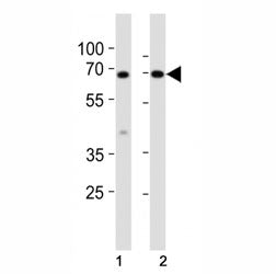 Klf4 Antibody