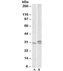 HOXA9 Antibody