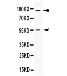 APC2 Antibody