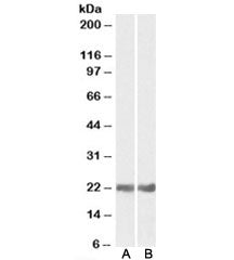 CRYAB Antibody