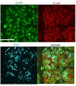 ICC testing of mouse submanidbular gland cells (in blue) with Psp antibody at 4ug/ml (counter staini