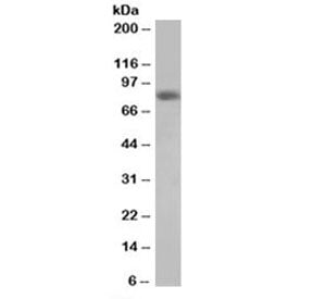 Western blot testing of HeLa lysate with HEC1 antibody at 0.5ug/ml. Predicted/observed molecular wei
