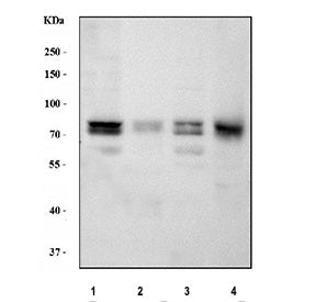 Western blot testing of PKC delta antibody and Lane 1: HeLa; 2: SMMC-7721; 3: U87; 4: Jurkat; 5: CEM