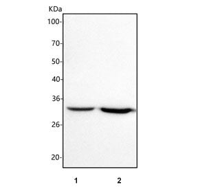 Western blot testing of 1) rat brain and 2) rat C6 cell lysate with ICMT antibody. Predicted molecul