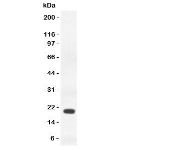 IFN gamma Antibody