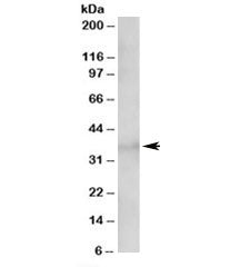 Western blot testing of 293 lysate with TCF19 antibody at 1.5ug/ml. Predicted molecular weight: ~39k