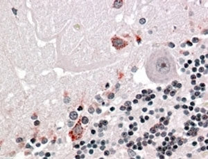 IHC testing of FFPE human cerebellum with PRODH antibody at 4ug/ml. HIER: steamed with pH6 citrate b