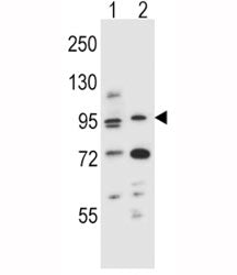 AHR antibody western blot analysis in (1) mouse NIH3T3 and (2) human T47D cell line lysate. Predicte