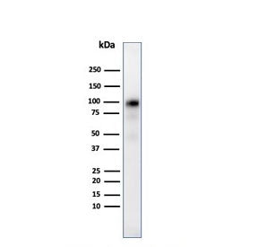 Glycoprotein 2 Antibody / GP2 / ZAP75