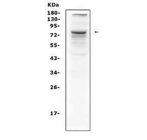Western blot testing of human HeLa cell lysate with CRTC1 antibody. Predicted molecular weight ~67 k