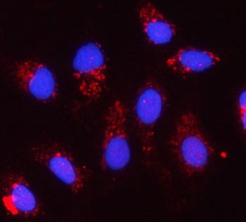 Immunofluorescent staining of FFPE human A549 cells with CYC1 antibody (red) and DAPI nuclear stain 