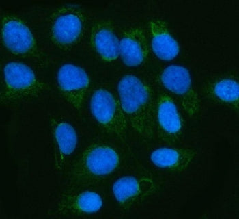 MGME1 Antibody / Mitochondrial genome maintenance exonuclease 1