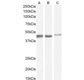 Western blot testing of A) human duodenum, B) mouse duodenum and C) rat duodenum lysate with Smooth 