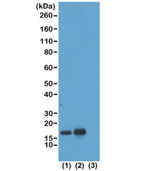 Western blot test of acid extracts of HeLa cells non-treated (1) or treated with sodium butyrate (2)