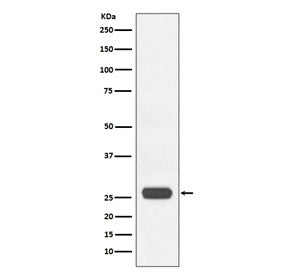 Western blot testing of recombinant GST with GST Tag antibody. Expected molecular weight of GST Tag 