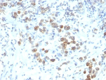 PAX6 Antibody