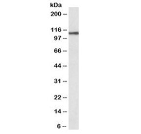 Western blot testing of human thyroid gland lysate with biotinylated Thyroid Peroxidase antibody at 