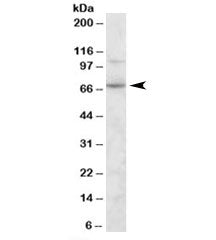 Western blot testing of human duodenum lysate with SNTG2 antibody at 0.3ug/ml. Predicted molecular w