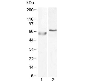 Western blot testing of human 1) A549 and 2) HepG2 cell lysate with POLL antibody at 0.5ug/ml and 1u