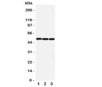 Beta Arrestin 1 Antibody