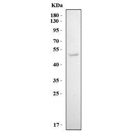 KIR3DL1 Antibody / CD158e