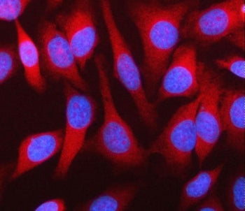 MPHOSPH9 Antibody / M-phase phosphoprotein 9