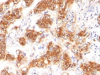 Milk Fat Globule Antibody (MFG-E8, Lactadherin)