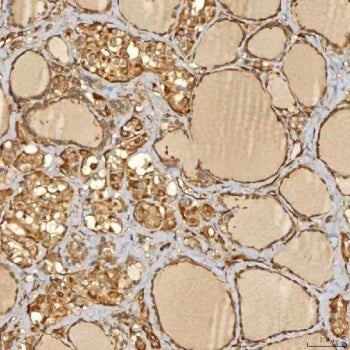 Sorting nexin 4 Antibody / SNX4