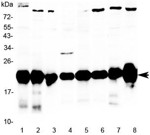 DJ-1 Antibody / Park7