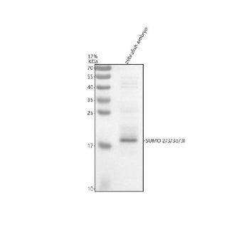 Western blot analysis of Sumo2/3/3b/3L protein using Sumo antibody and zebrafish embryo tissue lysat