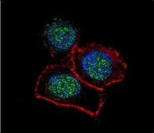 Confocal immunofluorescent analysis of JMJD3 antibody with HeLa cells followed by Alexa Fluor 488-co