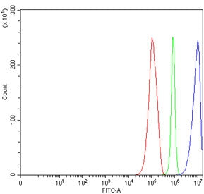 TRIM29 Antibody