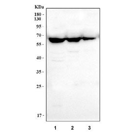 Western blot testing of human 1) Raji, 2) Daudi and 3) Ramos cell lysate with CD80 antibody. Expecte