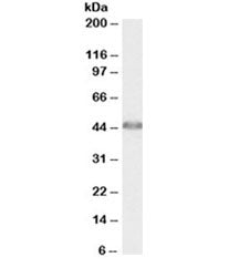 Western blot testing of human liver lysate with ACAT1 antibody at 0.01ug/ml. Predicted molecular wei