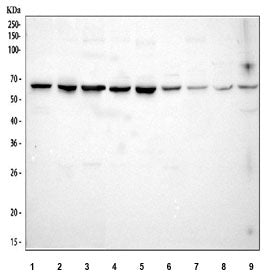 STIP1 Antibody / Stress induced phosphoprotein 1