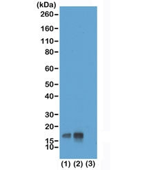 Western blot test of acid extracts of HeLa cells non-treated (1) or treated (2) with Nocodazole, and