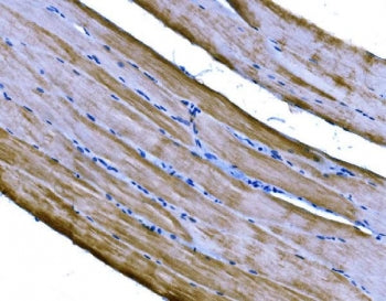 IHC staining of FFPE mouse skeletal muscle tissue with PKM2 antibody. HIER: boil tissue sections in 