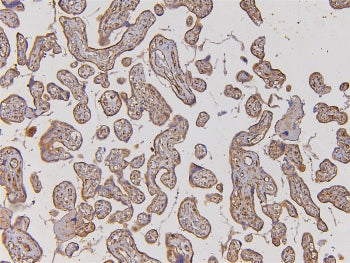 EHD1 Antibody / EH domain-containing protein 1