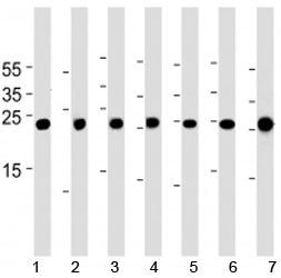 Cebpd Antibody