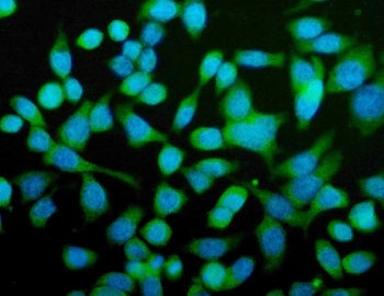 Immunofluorescent staining of FFPE human Caco-2 cells with CPN1 antibody (green) and DAPI nuclear st