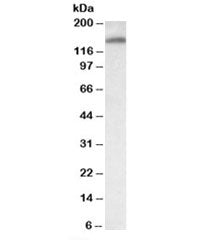 ITIH4 Antibody