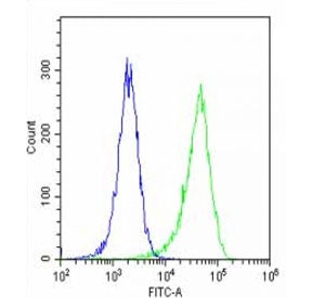 Flow cytometry testing of fixed and permeabilized human HeLa cells with POSTN antibody; Blue=isotype
