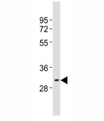 Western blot testing of HES1 antibody at 1:2000 dilution + mouse brain lysate; Predicted molecular w