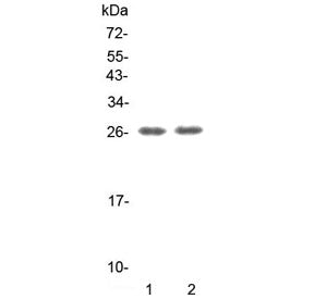 Western blot testing of human 1) Jurkat and 2) K562 cell lysate with GITR antibody at 0.5ug/ml. Pred