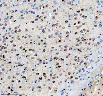 AGO3 Antibody / Argonaute-3 / eIF2C3, 100ul